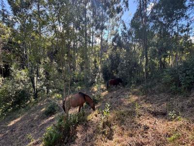 Stio para Venda, em Baro, bairro Baro Velho